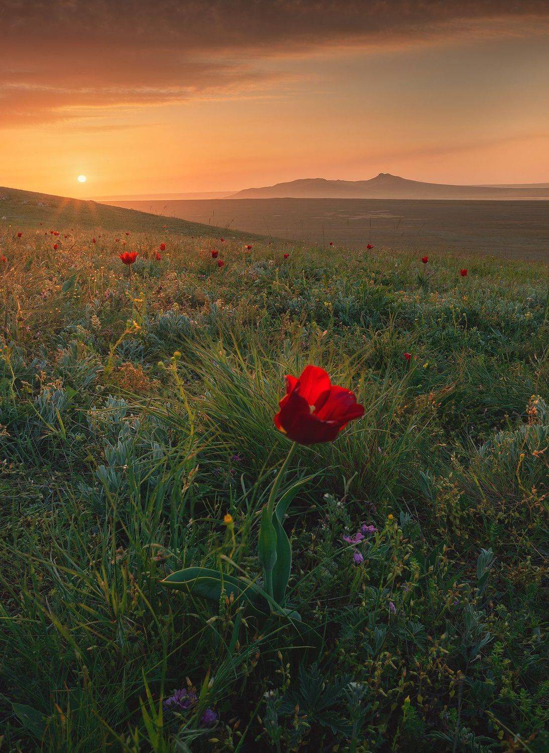 крым, мыс опук, кояшское озеро, керчь, керченский полуостров, тюльпаны шренка, Александр Трашин