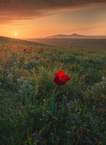 Жизнь Крымской Степи