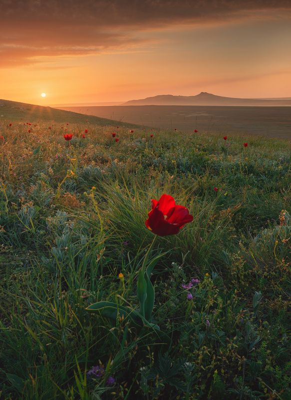 крым, мыс опук, кояшское озеро, керчь, керченский полуостров, тюльпаны шренка Жизнь Крымской Степи фото превью