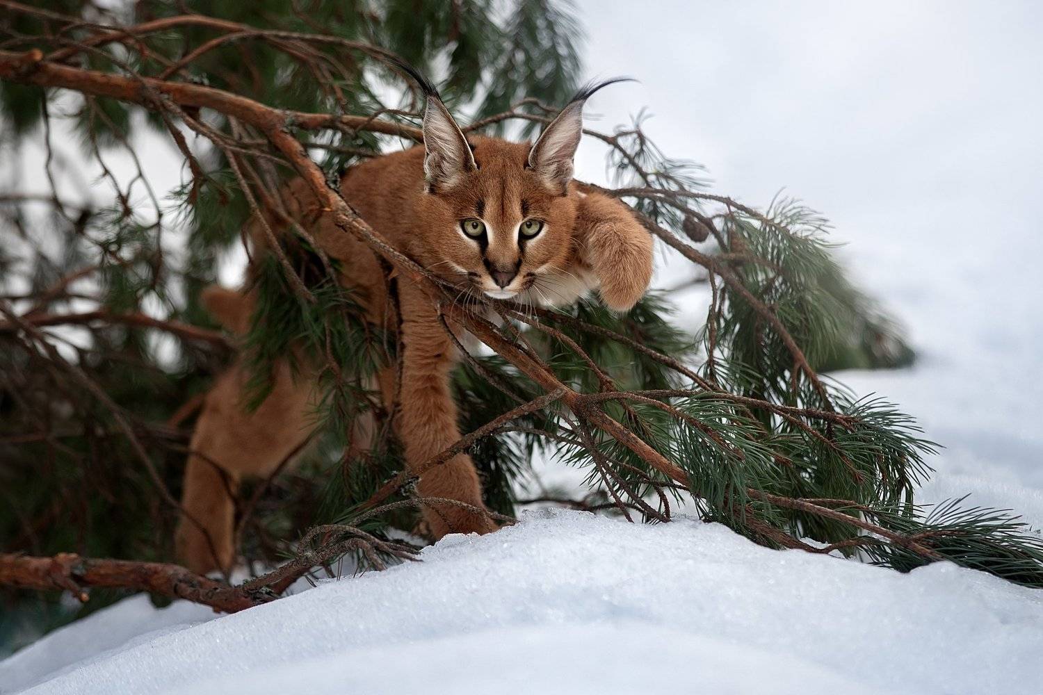 , Светлана Писарева