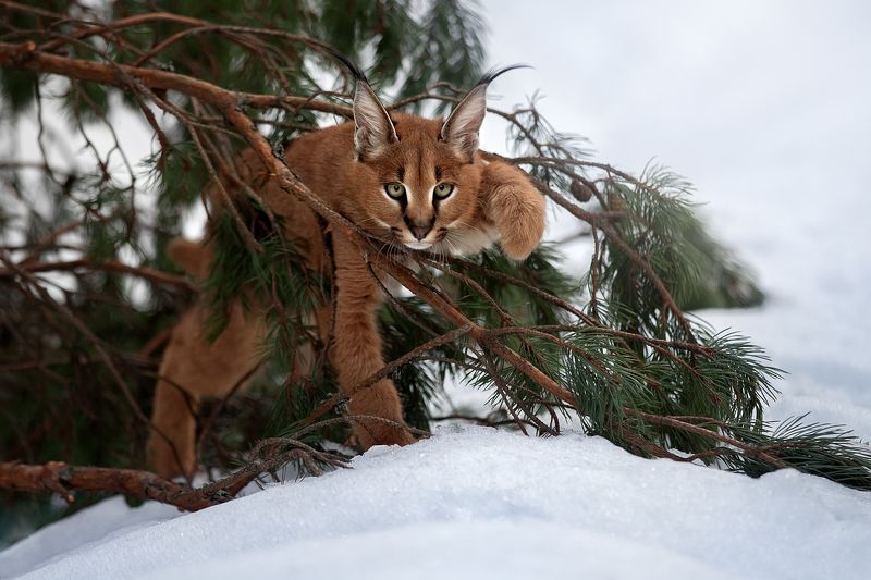 Котенок Каракала фото превью