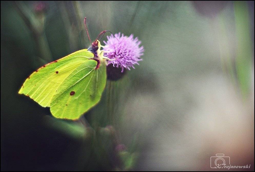 , Krzysztof Trojanowski