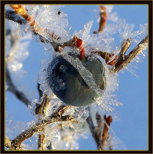 голубика,иней, Солодухин Виктор