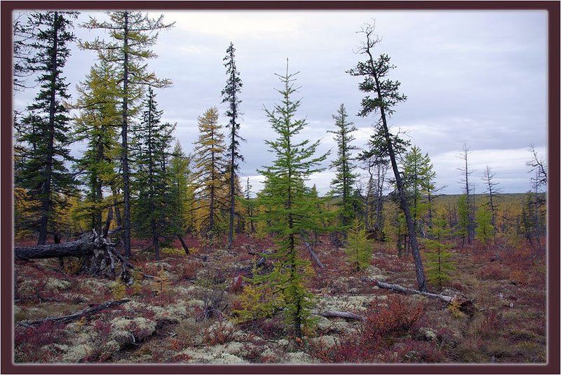 тайга,осень Северная осень фото превью