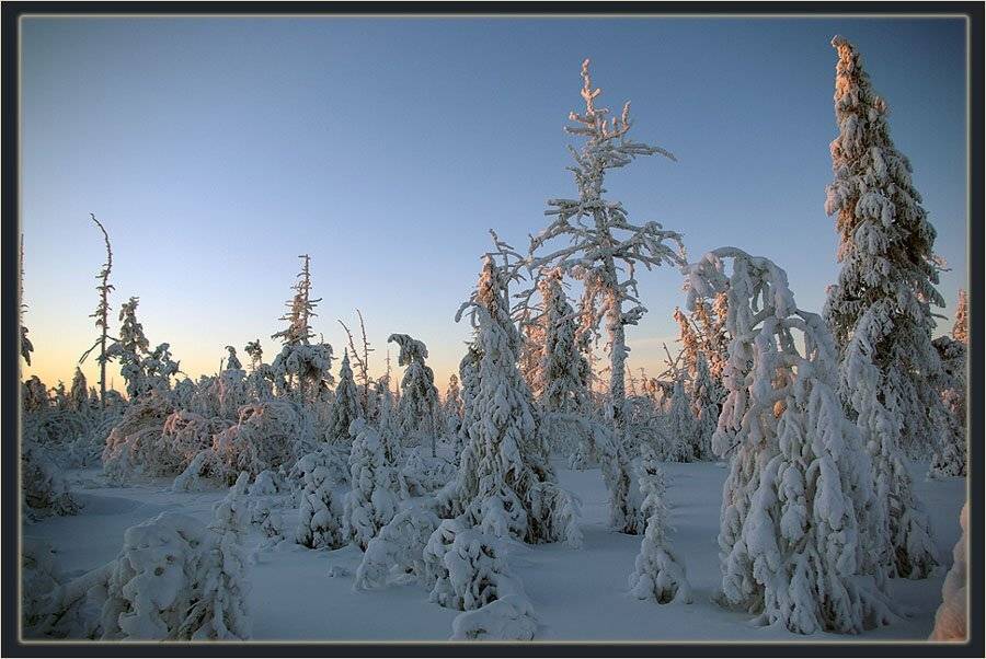 тайга,зима,заполярье, Солодухин Виктор