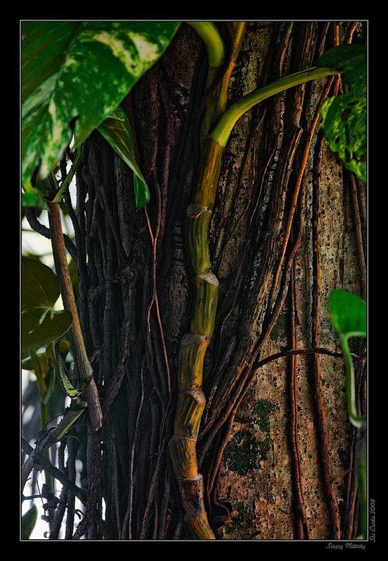 Дефинбахия фото превью