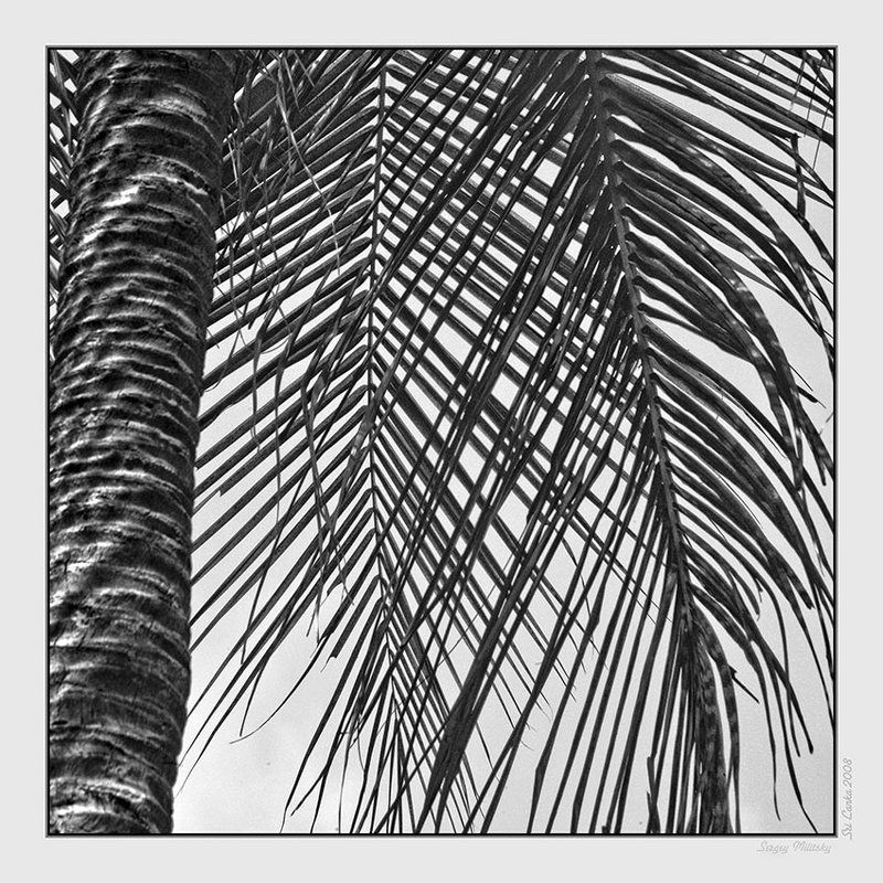 Пальма фото превью