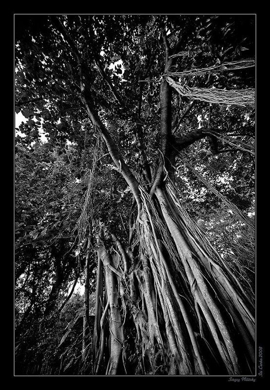 Фикус фото превью