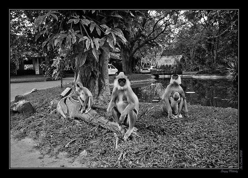 сигирия Предшественники фото превью