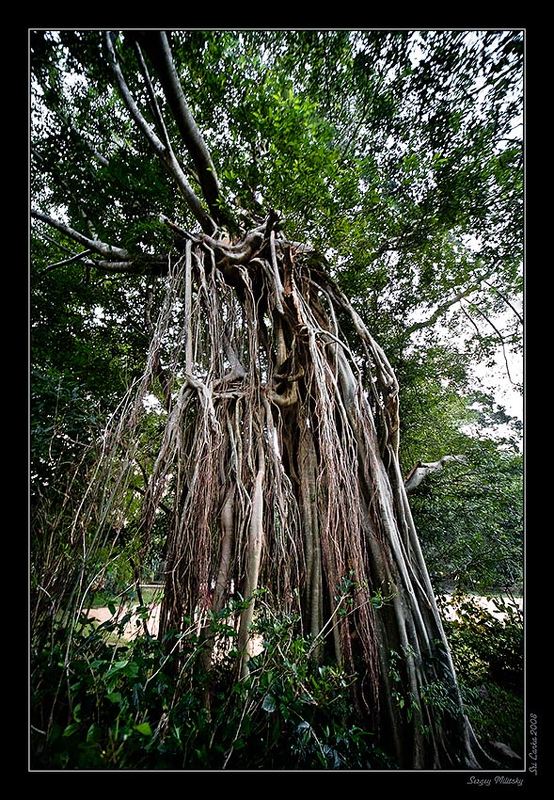 Фикус - 2 фото превью