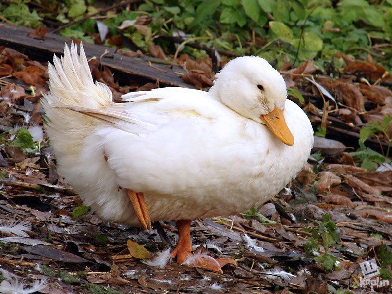 птицы, природа, животные Холодно фото превью