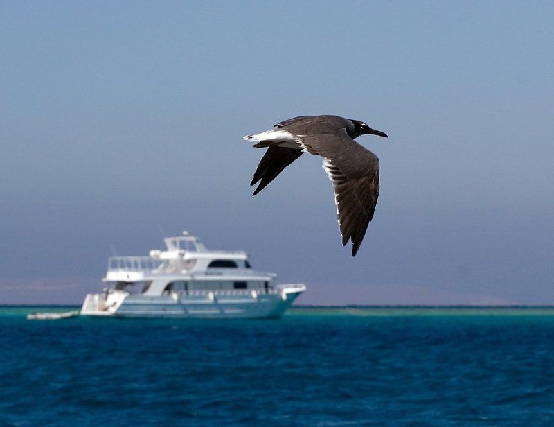 Попутчики фото превью