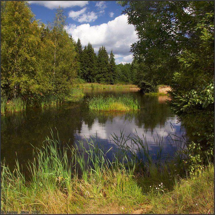 лето, июль, пруд, пейзаж, Андрей Житков