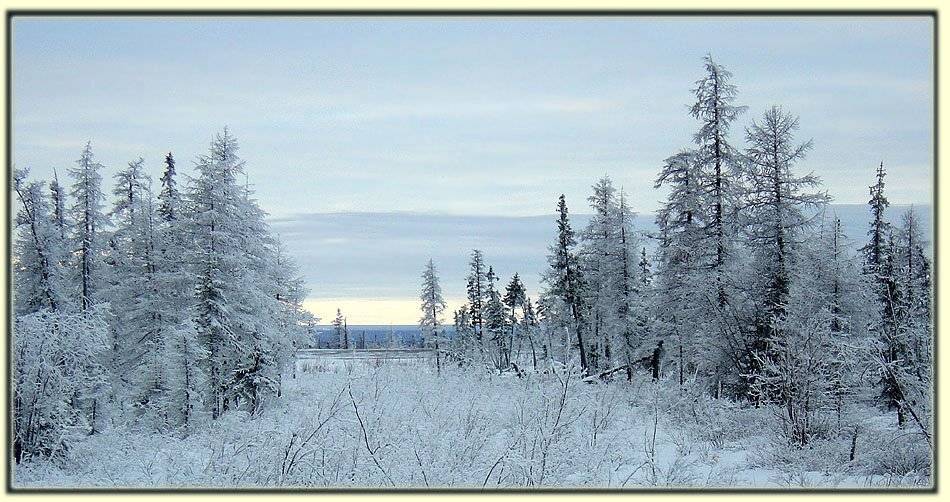 тайга,зима,просека, Солодухин Виктор