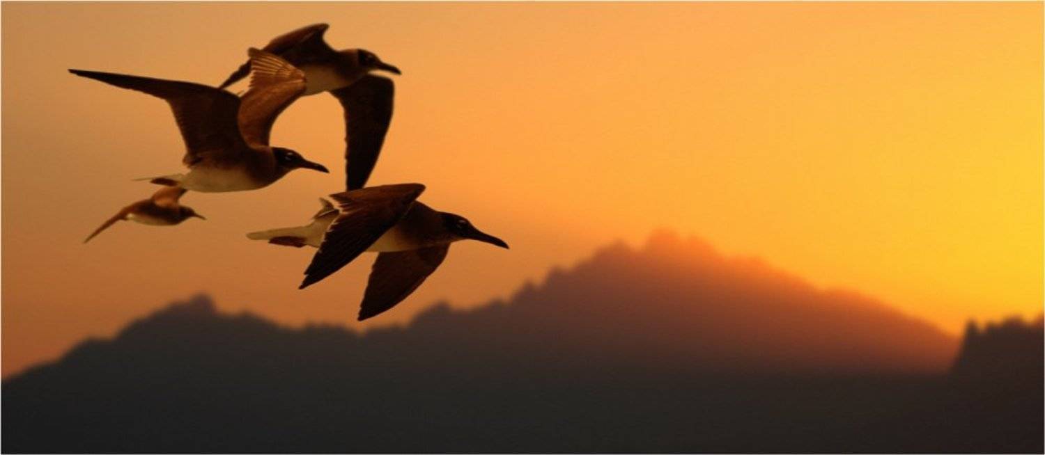 птицы, чайки, Байдалов Павел