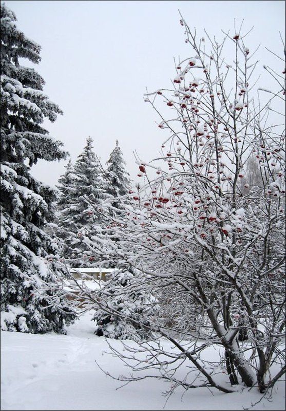 зима Почти черно-белая зима фото превью