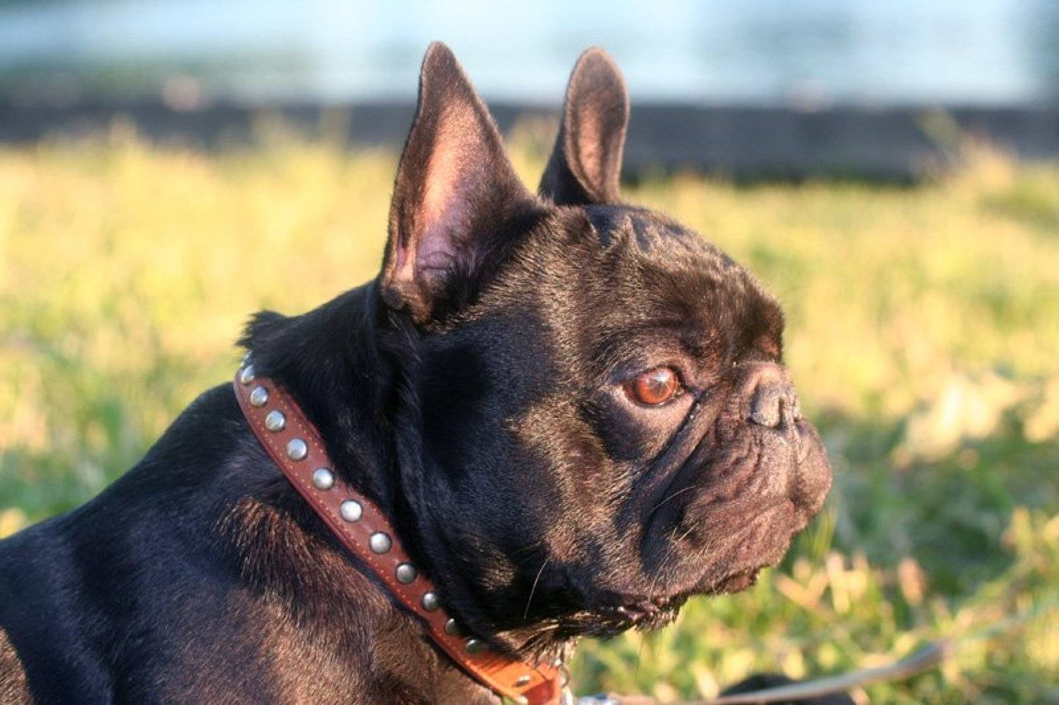 ярош, француз, задумчивость, Денис Синицын