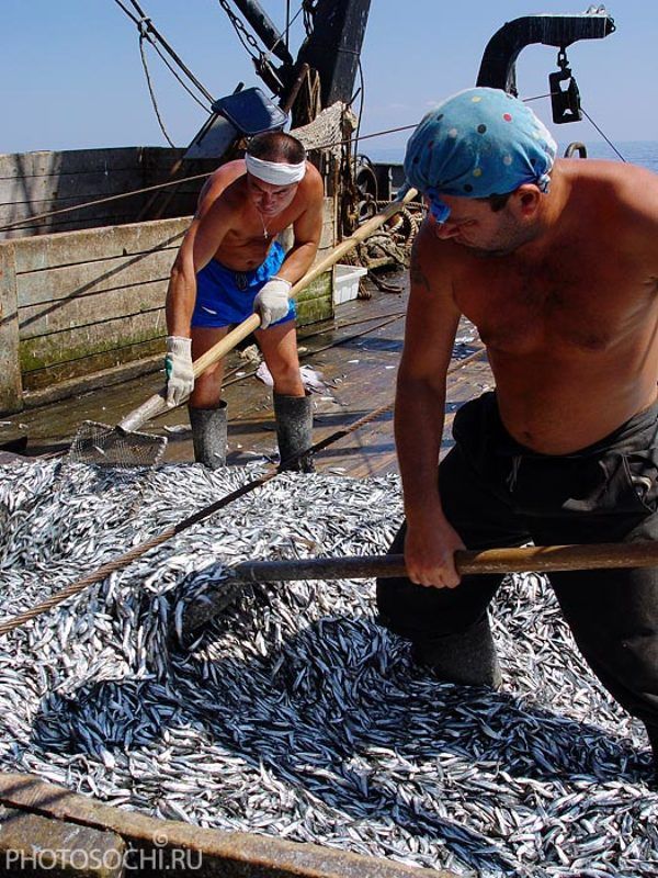 путина, рыбаки, рыба путина фото превью