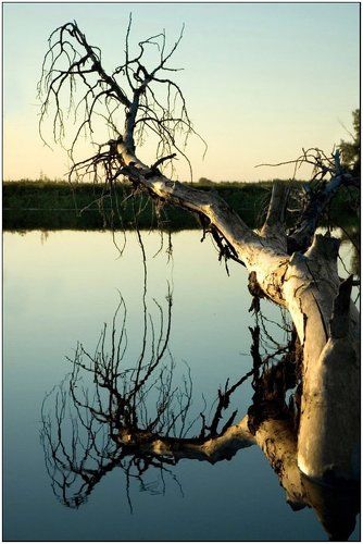 И под водой растут деревья.......
