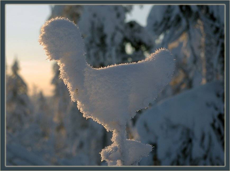 иней,тайга,зима, Солодухин Виктор