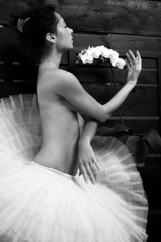 орхидея  фото превью