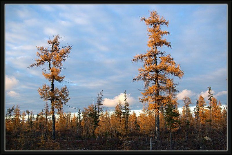тайга,осень Осенний мотив фото превью