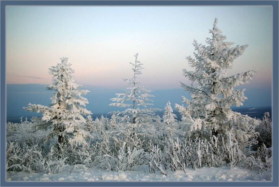 утро,зима,тайга, Солодухин Виктор