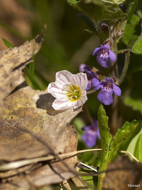 *** фото превью