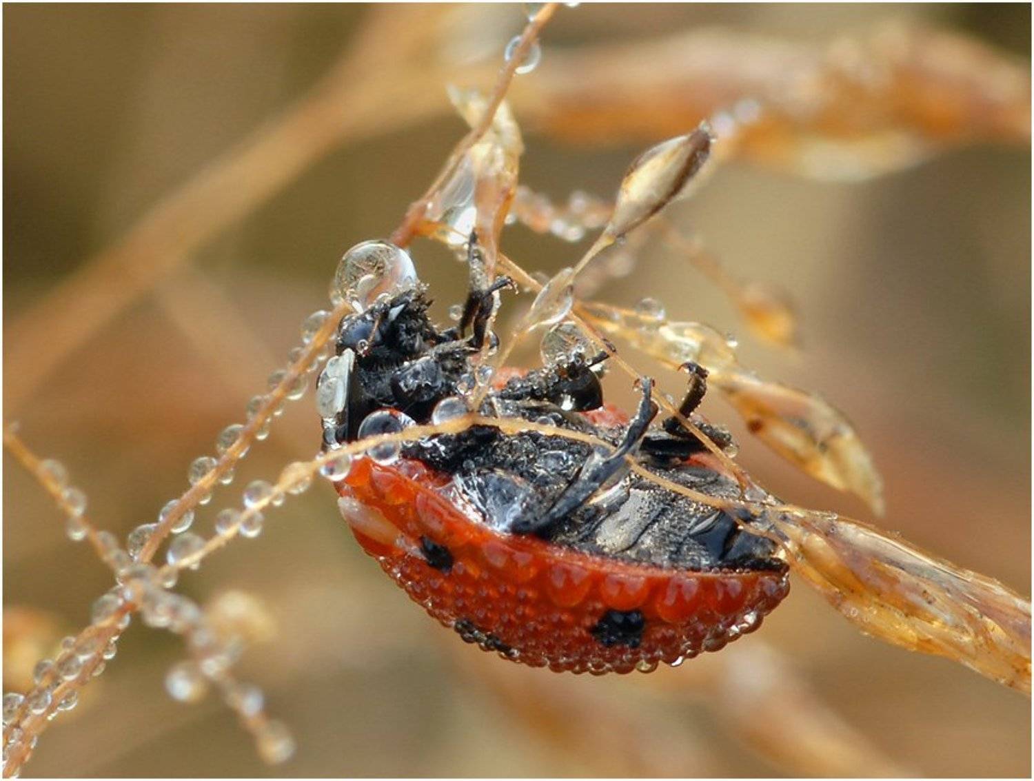 утро, роса, божья коровка, Вячеслав Зайковский