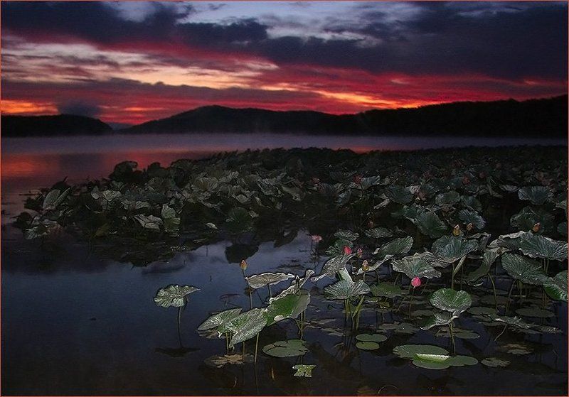 Спящие лотосы на заре (2) фото превью