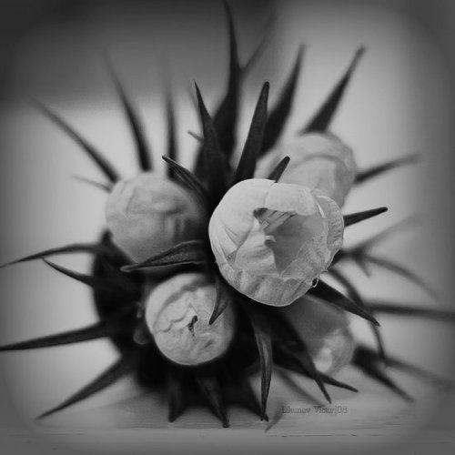 Prickle