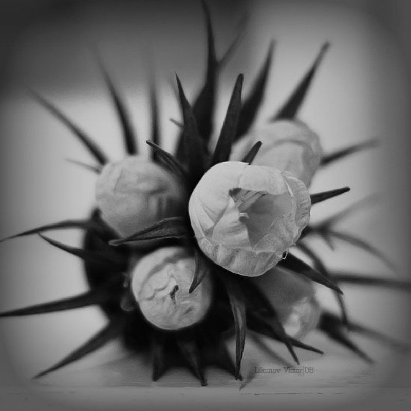 цветок, колючка, чб, arhy Prickle фото превью