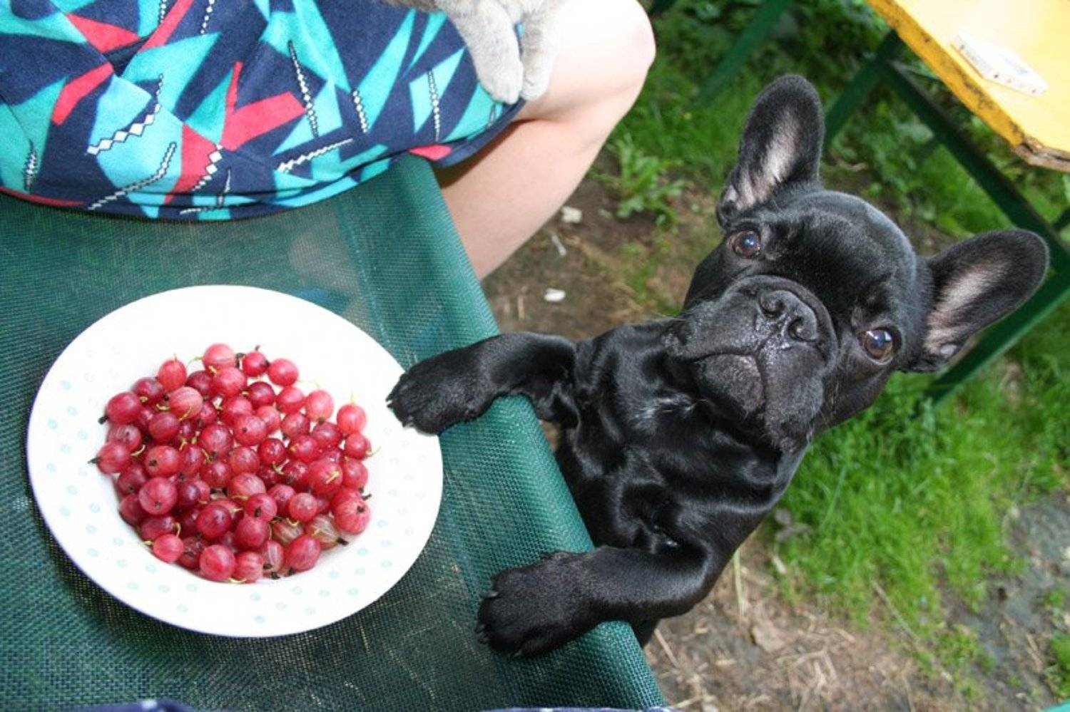 ярош, француз, обед, Денис Синицын