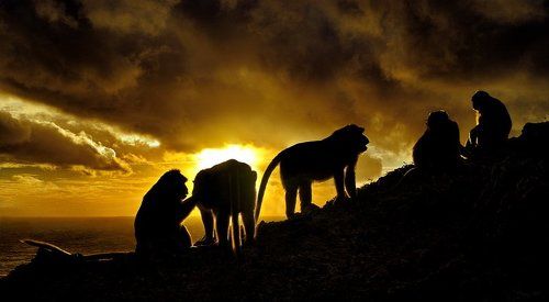 Monkey's  sunset