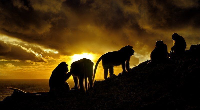обезьяны,бали,закат Monkey\'s  sunset фото превью