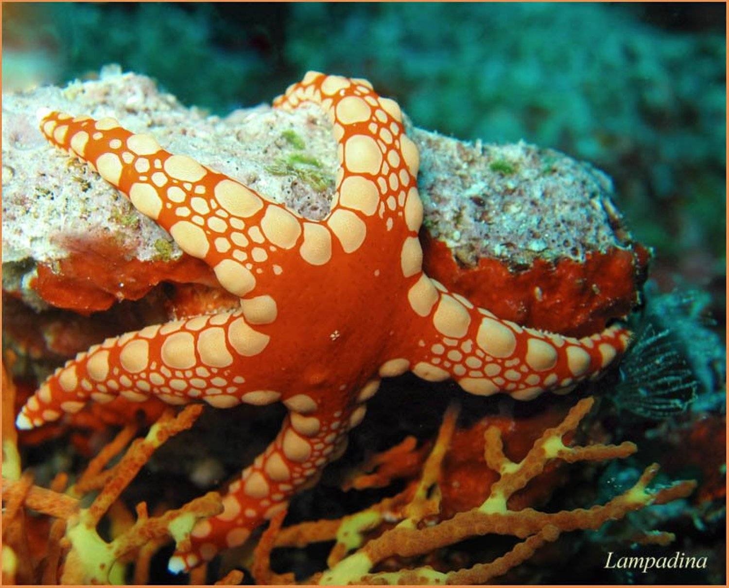морская звезда, lampadina