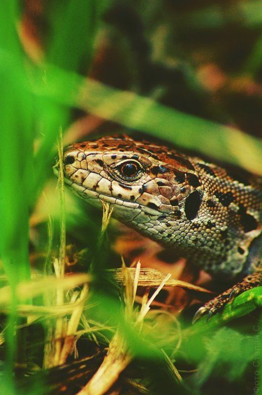 кросс советское фото  фото превью