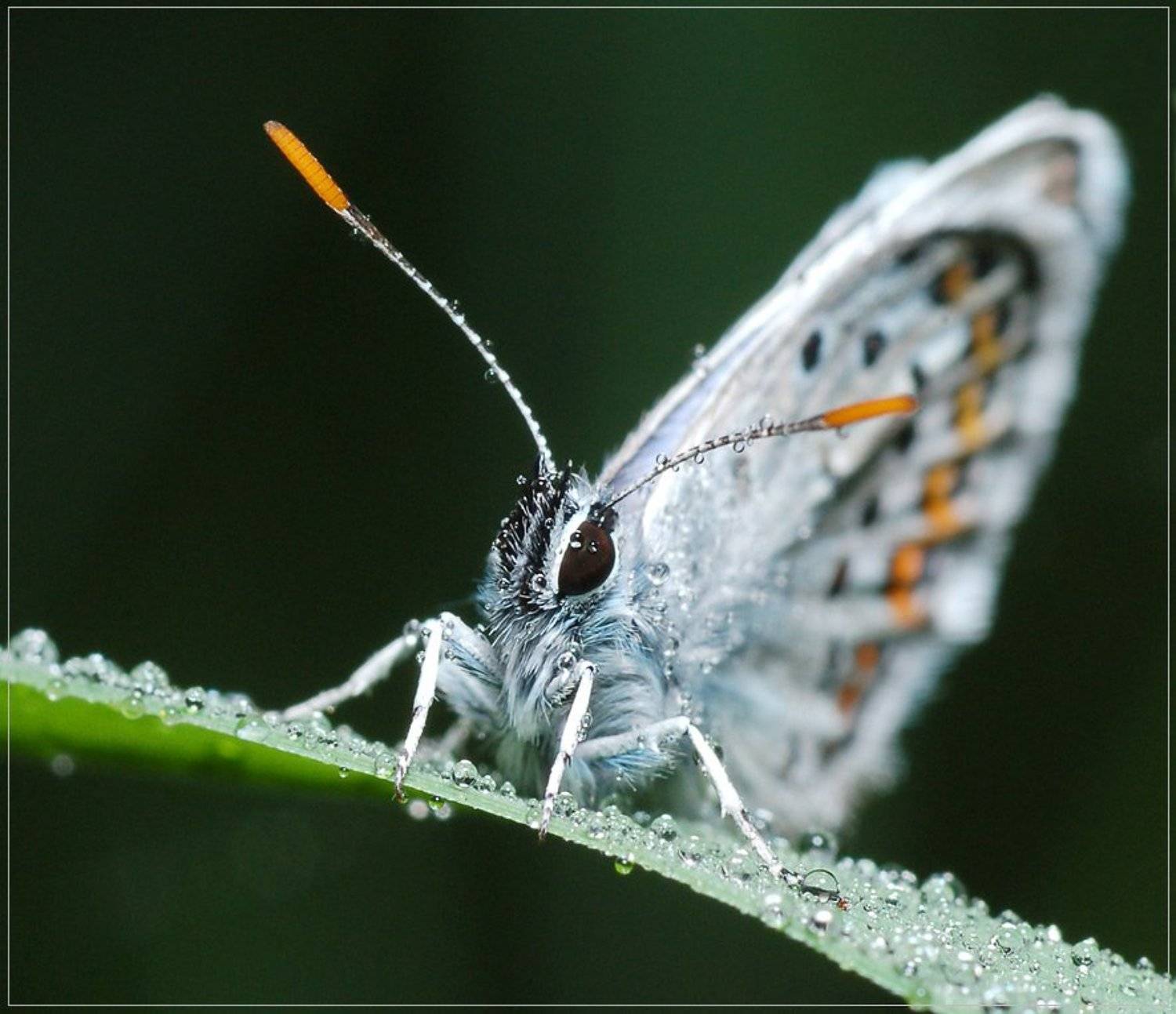 утро, роса, голубянка, Вячеслав Зайковский