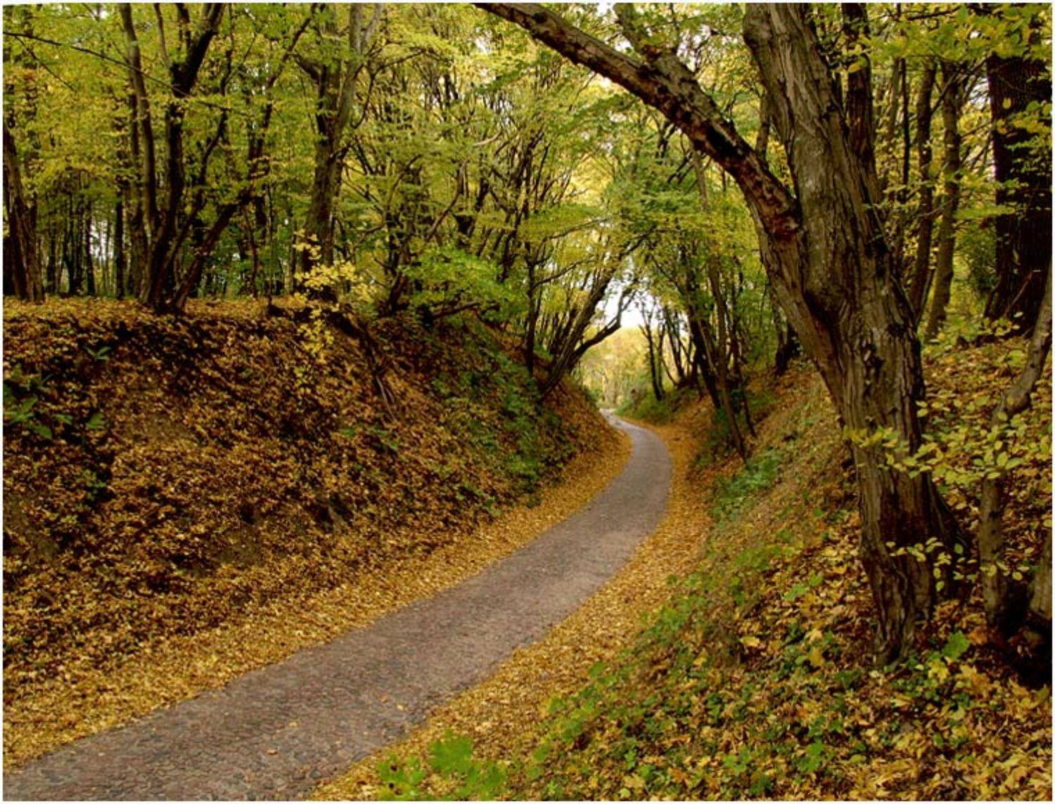 осень, дорога, старая, Павел Дунюшкин