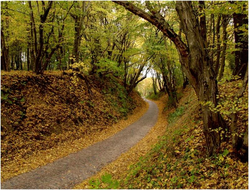 осень, дорога, старая Дорога к замку Бальга в Калининградской обл. фото превью