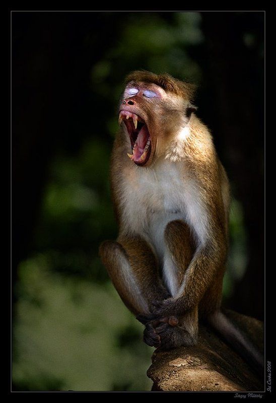 О соля о соля ми, или Обязьяний Дракула фото превью