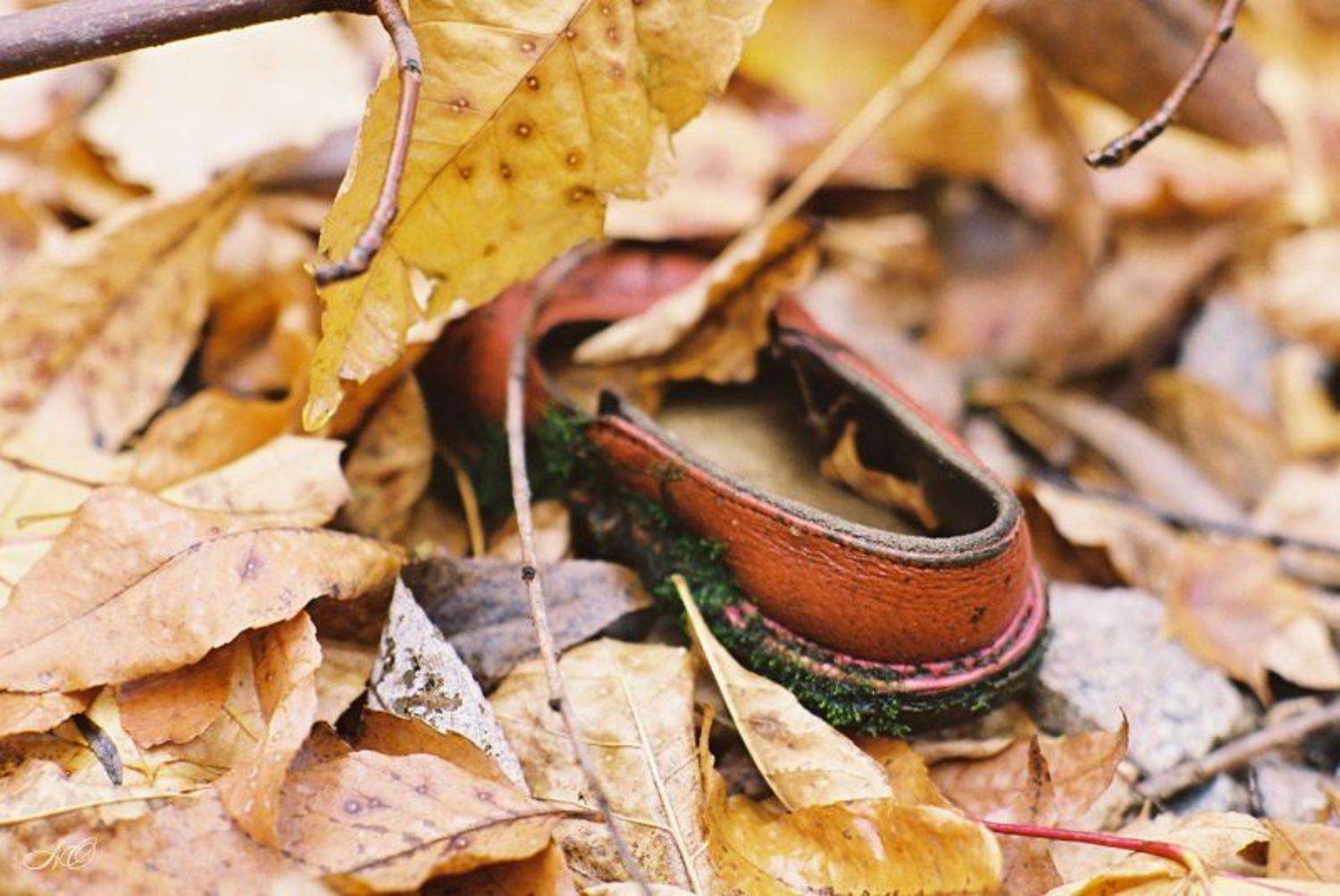 осень, детство, сандаль, листья, NO