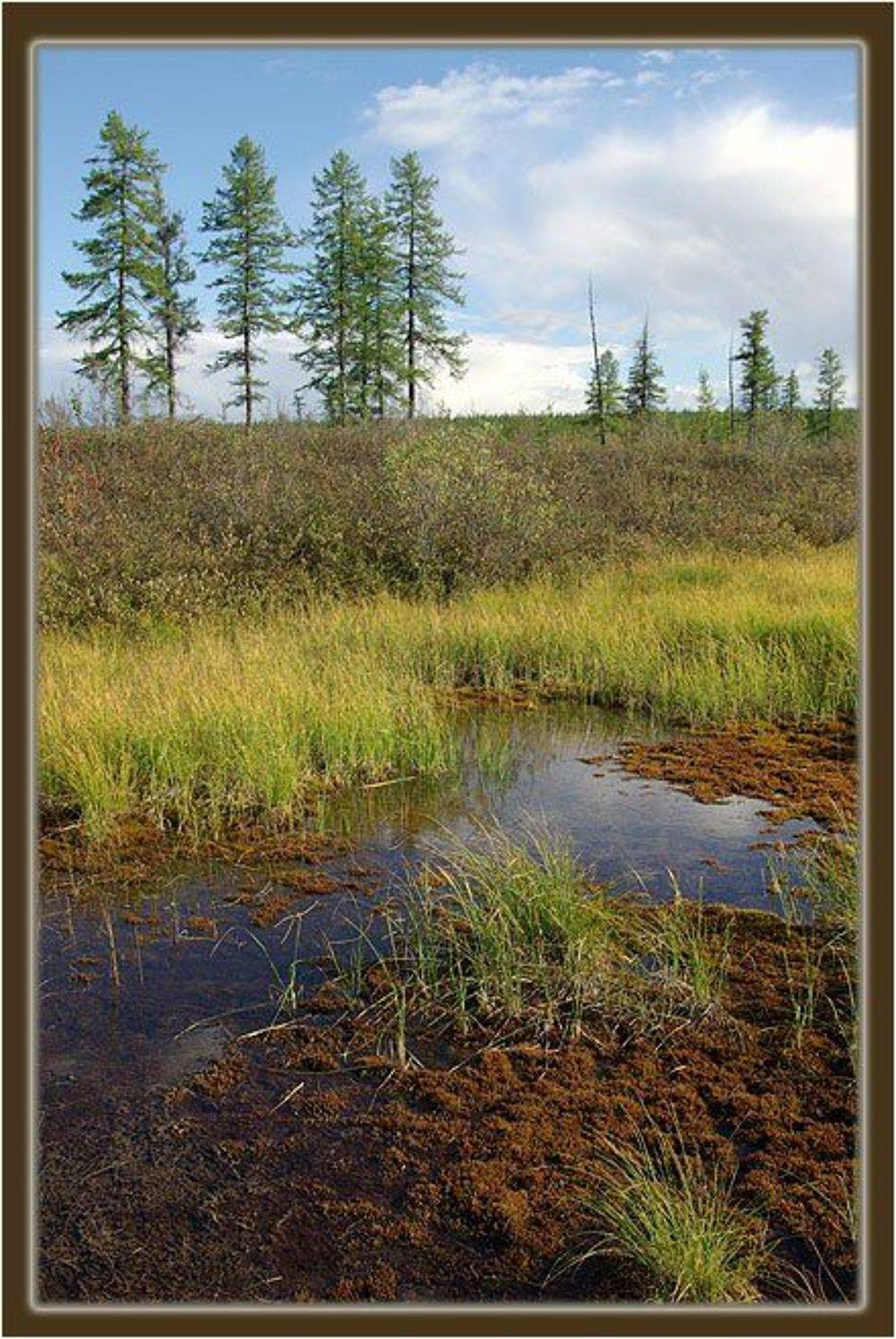 топь,тайга, Солодухин Виктор