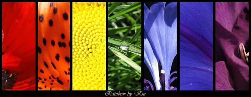 rainbow фото превью