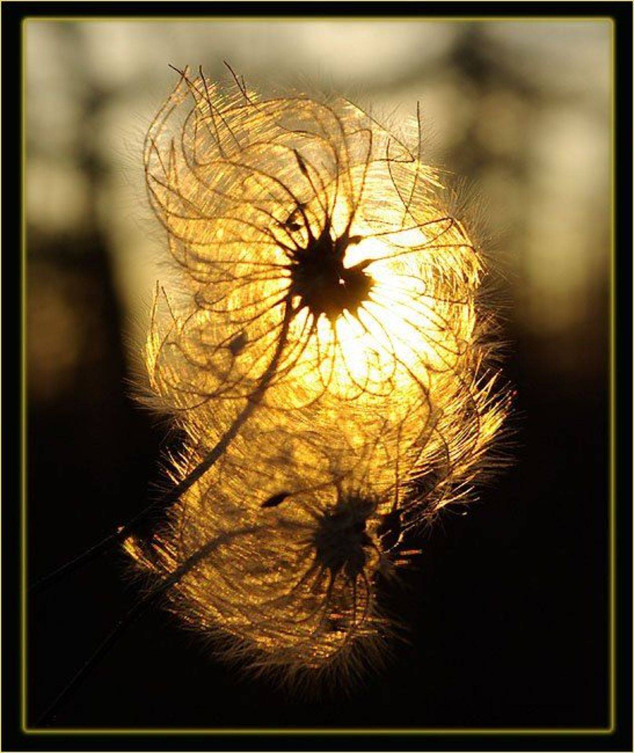 пушинка, Солодухин Виктор