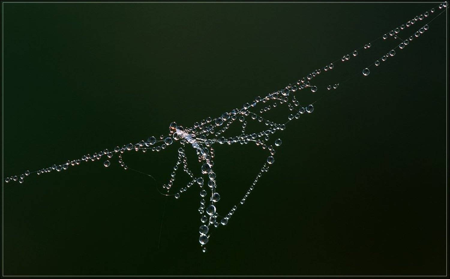 утро, роса, паутинка, пушинка, Вячеслав Зайковский