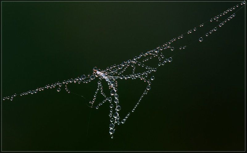 утро, роса, паутинка, пушинка Даже не знаю, как это назвать... фото превью