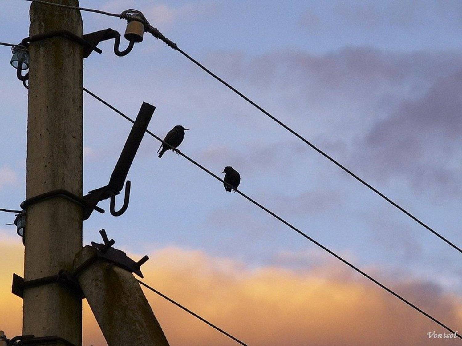 , Венцель Александр