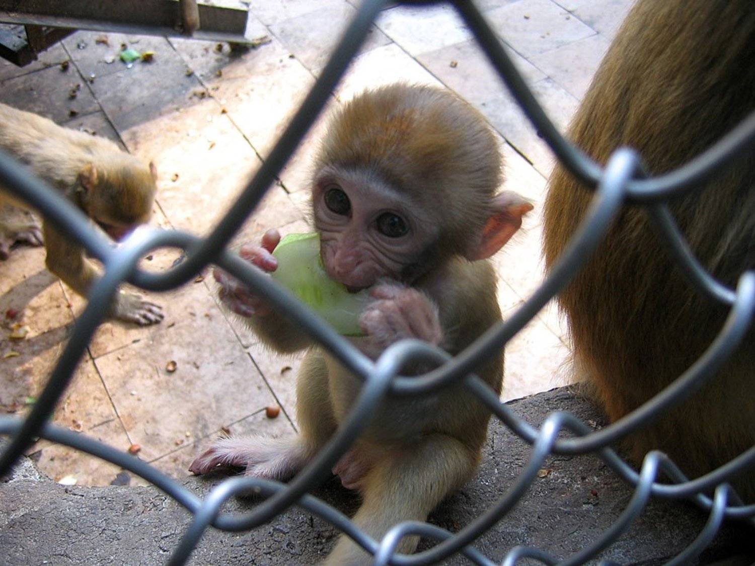 сухуми, обезьянник, абхазия, обезьянка, Денис Синицын
