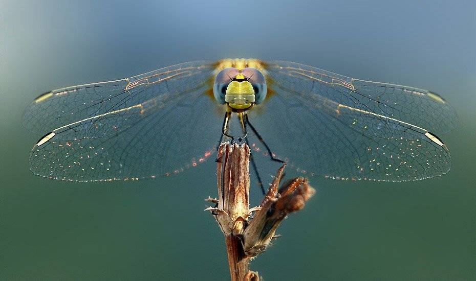 стрекоза, Шевцова  Алена